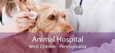 West chester animal hospital - We provide regular grooming services including bathing, haircuts, hairstyling, blow drying, anal gland cleaning, ear cleaning, nail trimming, and a scented spritz. Haircuts will get rid of matted or tangled hair, reduce shedding, and keep your pet cool during hot weather. Bathing will help get rid of excessive skin oils, dirt, and flea eggs ...